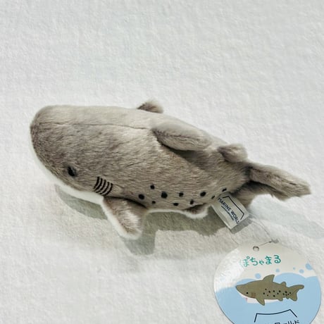 ぽちゃまる シロワニ（S）