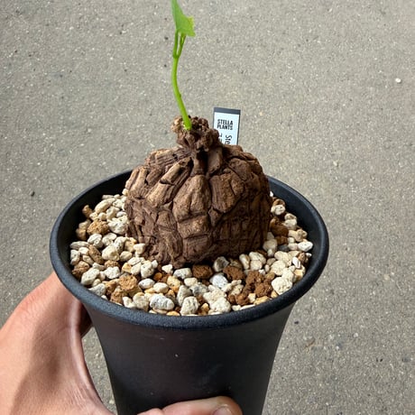 ステファニア スベローサ1