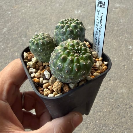 ユーフォルビア　ギムノカリキオイデス4