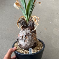 ブーファン ディスティチャ