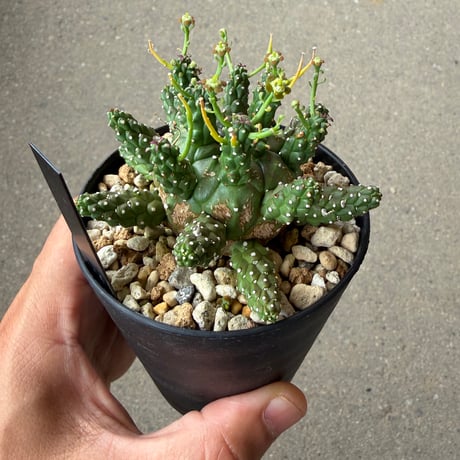 ユーフォルビア ガムケンシス1