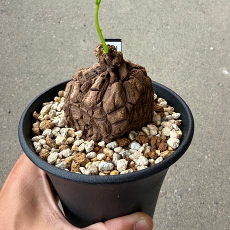ステファニア スベローサ1