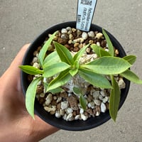 パキポディウム 恵比寿笑い1