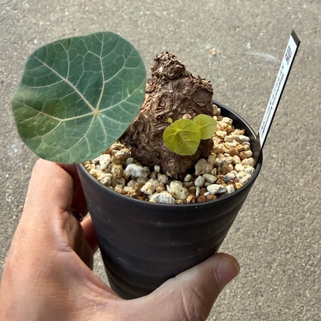 ステファニア カウィーサキー