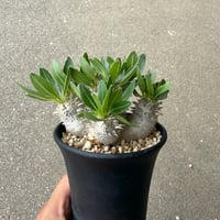 パキポディウム 恵比寿大黒 1