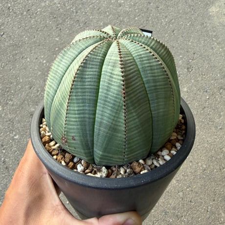 ユーフォルビア オベサ3  大株メス株