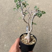 パキコルムス ディスカラー 3