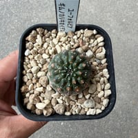 ユーフォルビア　ギムノカリキオイデス1