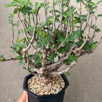 センナ メリディオナリス3