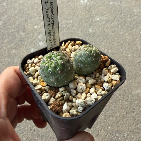 ユーフォルビア　ギムノカリキオイデス1