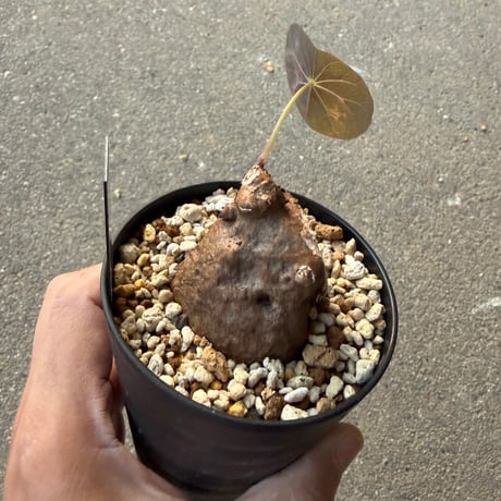 ステファニア カウィーサキー7