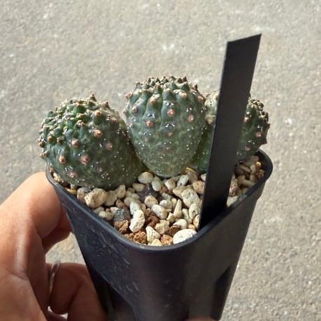 ユーフォルビア　ギムノカリキオイデス5