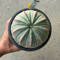 ユーフォルビア オベサ1  大株オス株