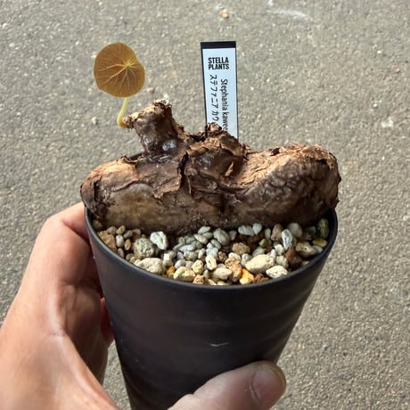 ステファニア カウィーサキー6