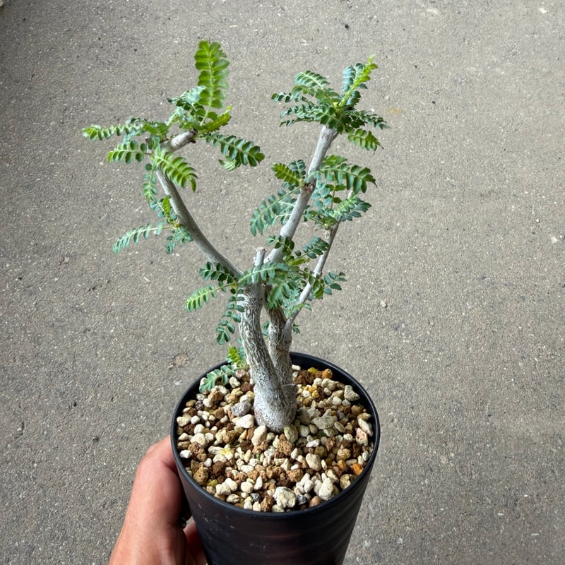 ボスウェリア ネグレクタ | STELLA.PLANTS