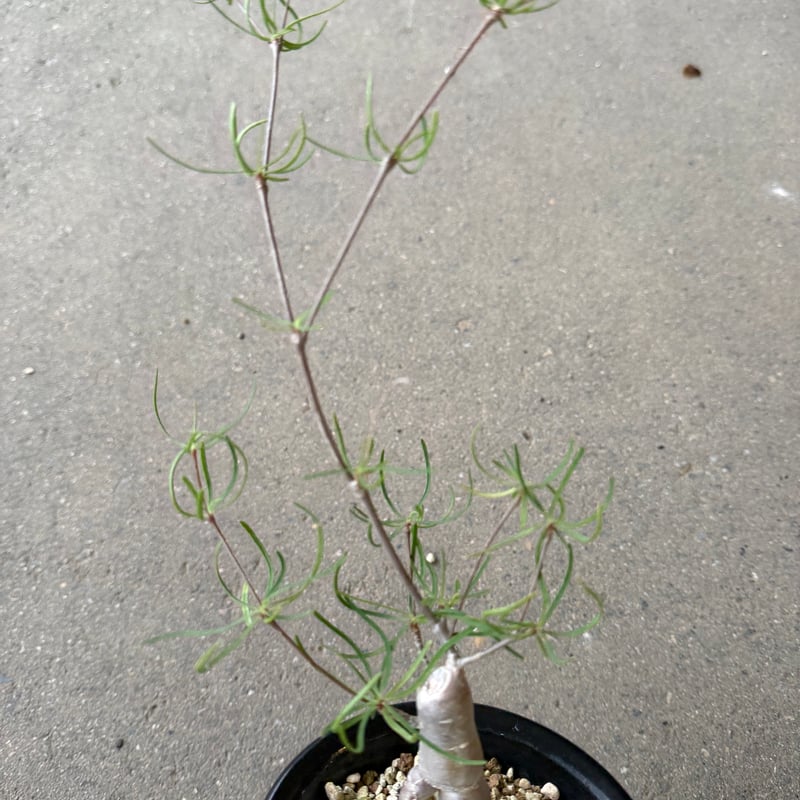 ユーフォルビア ヘディオトイデス2 | STELLA.PLANTS