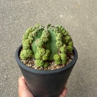 ユーフォルビア 仔吹シンメトリカ3