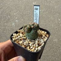 ユーフォルビア　ギムノカリキオイデス3