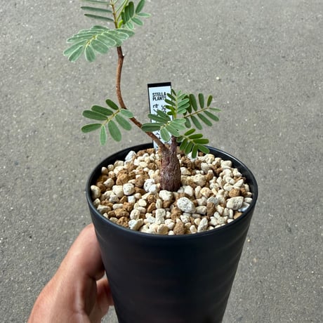 センナ メリディオナリス2