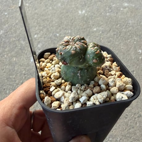 ユーフォルビア　ギムノカリキオイデス3