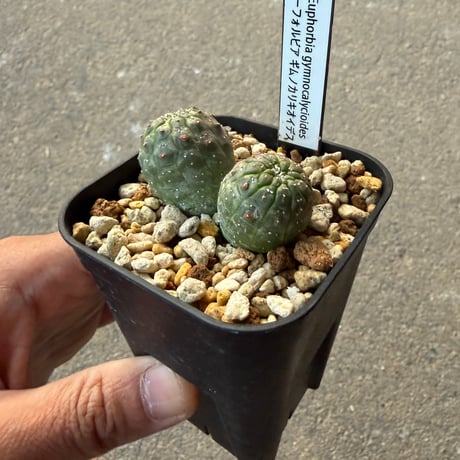 ユーフォルビア　ギムノカリキオイデス1