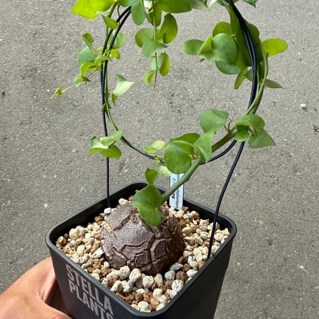 アフリカ亀甲竜 1