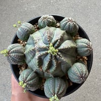 ユーフォルビア 仔吹オベサ3