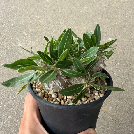 パキポディウム 恵比寿大黒 3