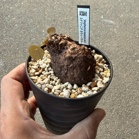 ステファニア カウィーサキー4
