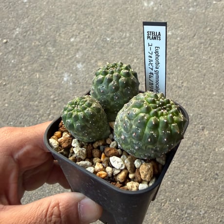ユーフォルビア　ギムノカリキオイデス4