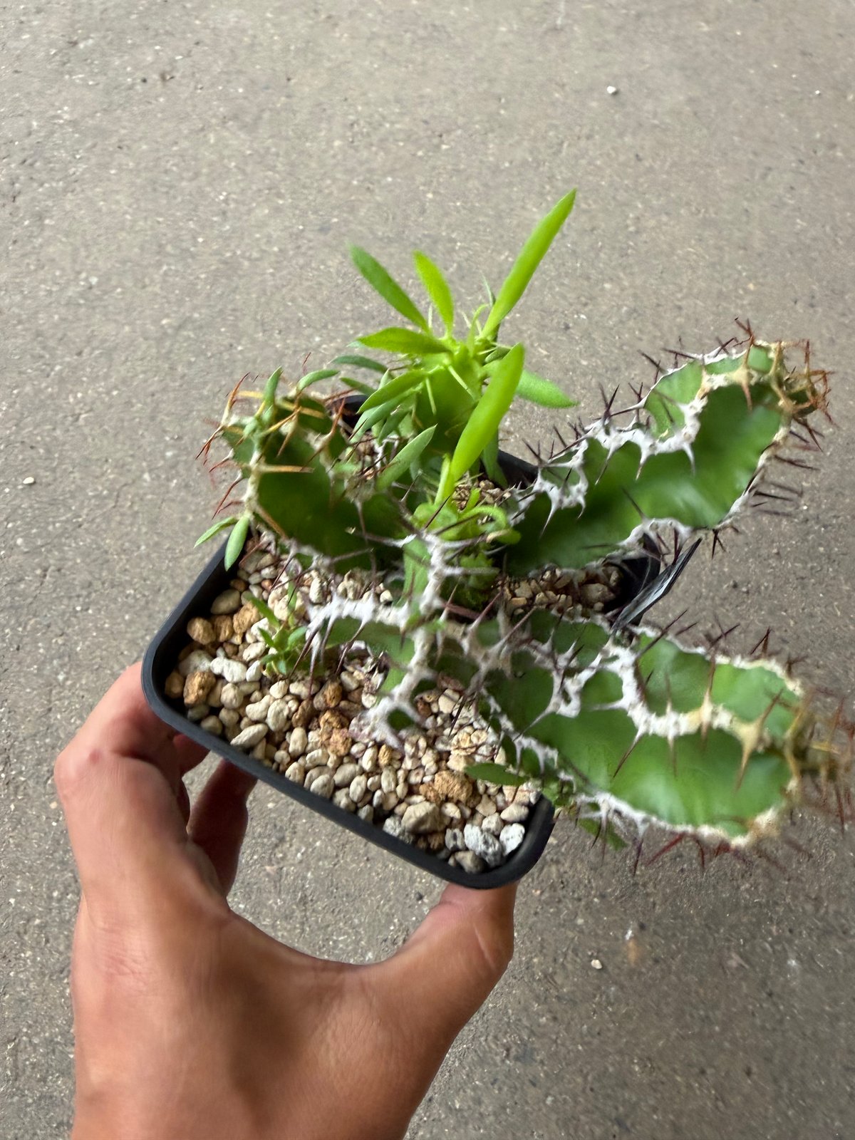 ユーフォルビア ムランジーナ 国内管理2年目 ユーフォルビア ムランジーナ 2 | STELLA.PLANTS
