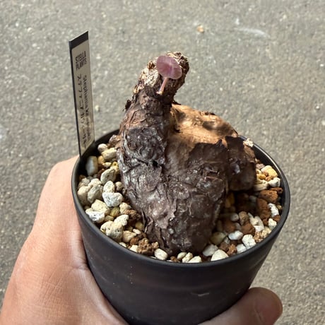 ステファニア カウィーサキー4