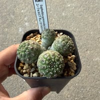 ユーフォルビア　ギムノカリキオイデス2