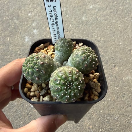 ユーフォルビア　ギムノカリキオイデス2