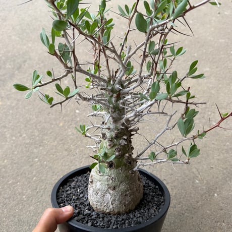 フォークイエリア コルムナリス　観峰玉