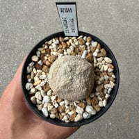 プセウドリトス ミギウルティヌス