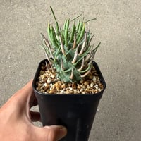 ユーフォルビア スコエランディ 闘牛角1