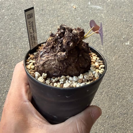 ステファニア カウィーサキー5