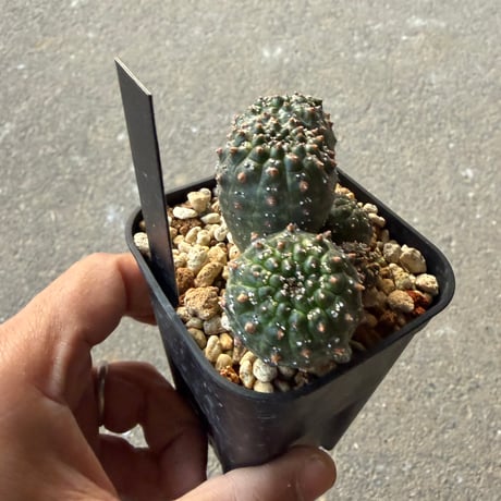 ユーフォルビア　ギムノカリキオイデス5