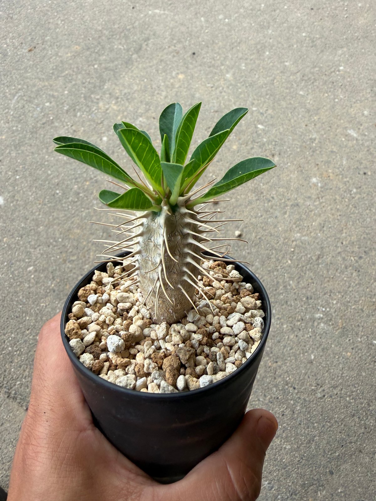 ユーフォルビア ギラウミニアナ5 | STELLA.PLANTS