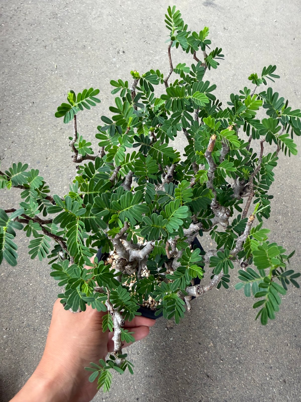 センナ メリディオナリス3 | STELLA.PLANTS