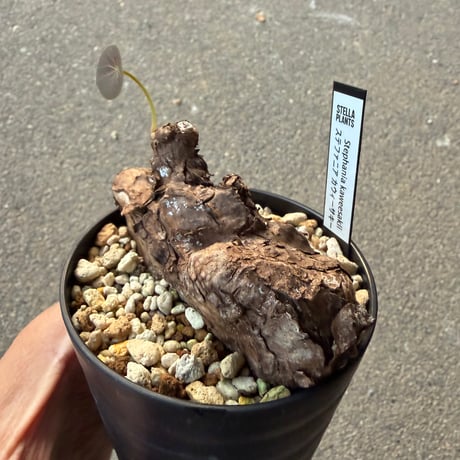 ステファニア カウィーサキー6