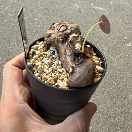 ステファニア カウィーサキー6