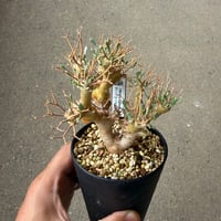 オトンナ ユーフォルビオイデス5