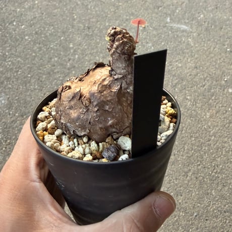 ステファニア カウィーサキー4