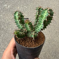 ユーフォルビア ノベリー 2