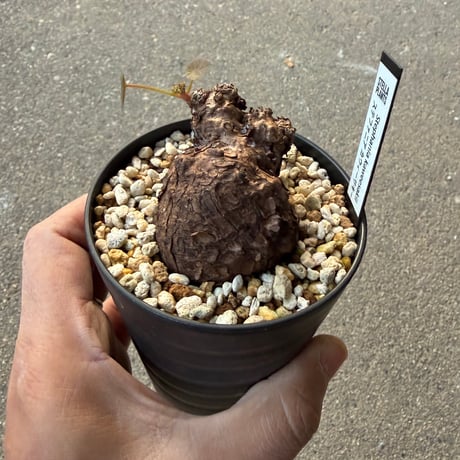 ステファニア カウィーサキー4