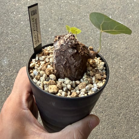 ステファニア カウィーサキー