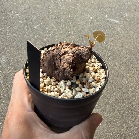 ステファニア カウィーサキー4