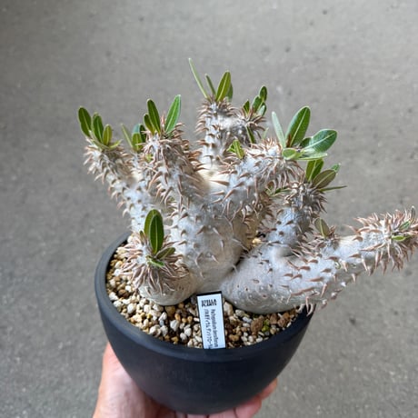 パキポディウム デンシフローラム 1